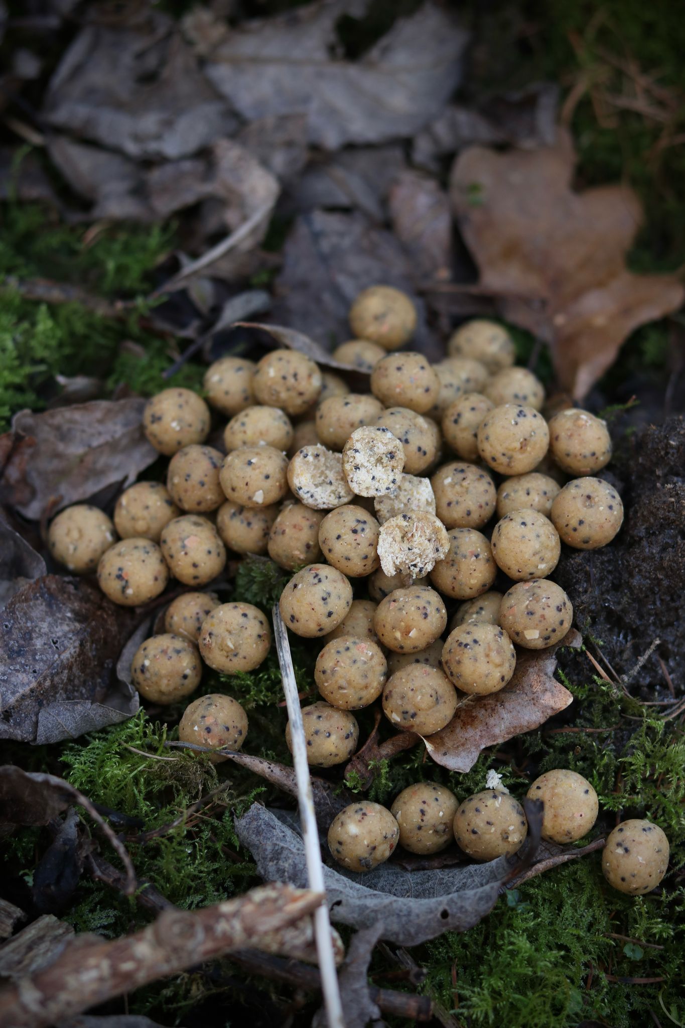 BOILIES